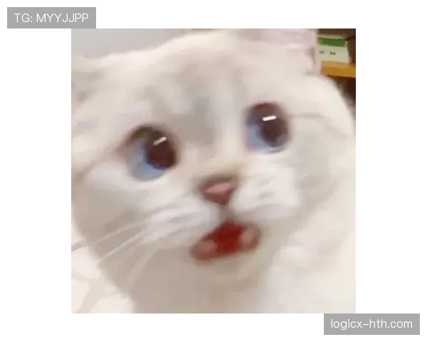 掌敏洁家的猫都比我会花钱